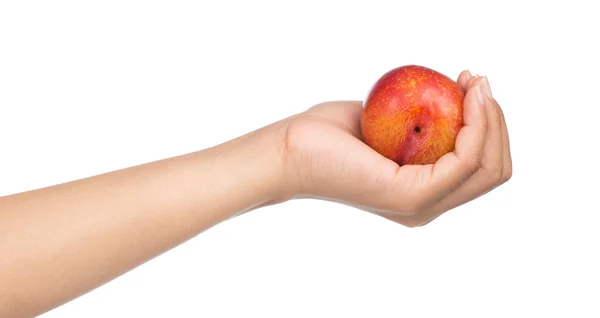 Mano Tenendo Frutta Prugna Isolato Sfondo Bianco — Foto Stock