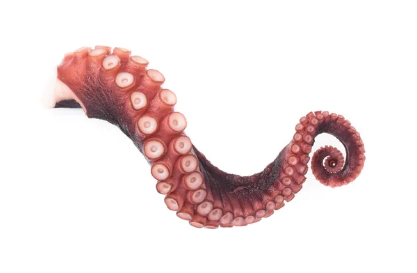 Tentakels Van Octopus Geïsoleerd Witte Achtergrond — Stockfoto