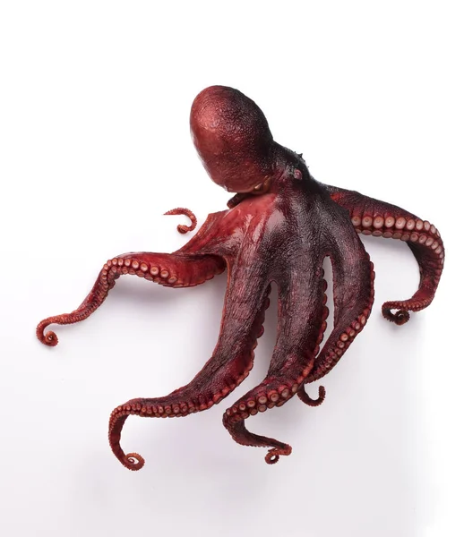 Octopus Wiggling Isolado Sobre Fundo Branco — Fotografia de Stock