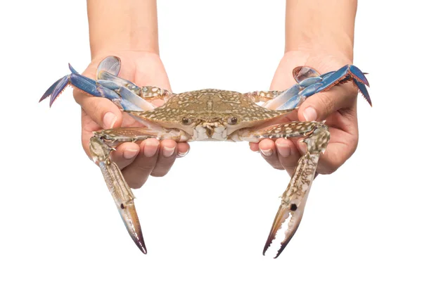 Hand Holding Fresh Crab Isolated White Background — Stock Photo, Image