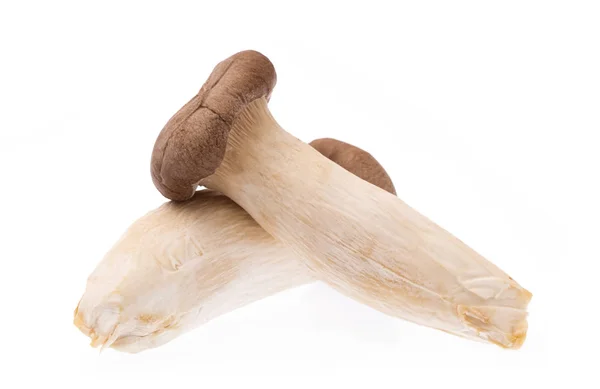 白背景隔离的Eryngii Mushroom — 图库照片