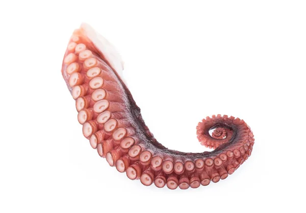 Tentakels Van Octopus Geïsoleerd Witte Achtergrond — Stockfoto