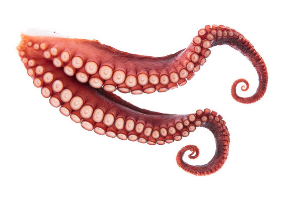 tentacles of octopus isolated on white background