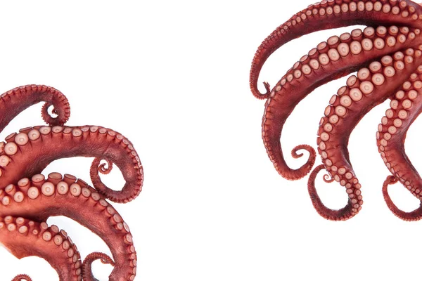 Bella Tentacoli Calamaro Isolati Sfondo Bianco — Foto Stock