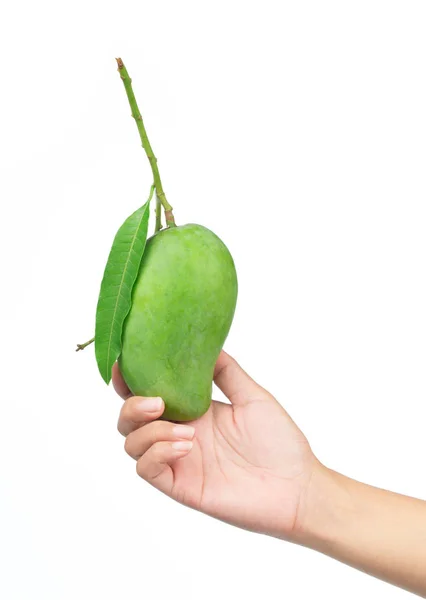 Ręka Gospodarstwa Świeże Zielone Owoce Mango Izolowane Białym Tle — Zdjęcie stockowe