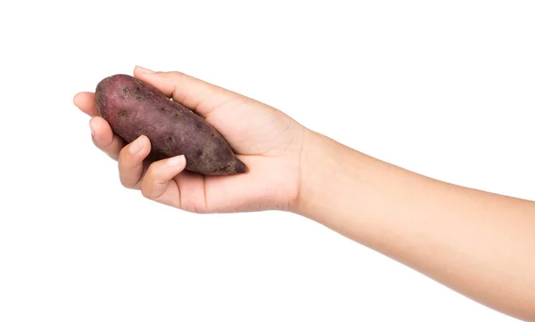 Mão Segurando Sweet Potatoe Isolado Fundo Branco — Fotografia de Stock