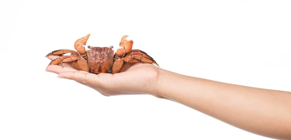 Hand Houden Gekookte Hele Krab Geïsoleerd Witte Achtergrond — Stockfoto