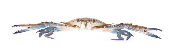 Fresh Crab Isolated White Background — Stock Photo, Image