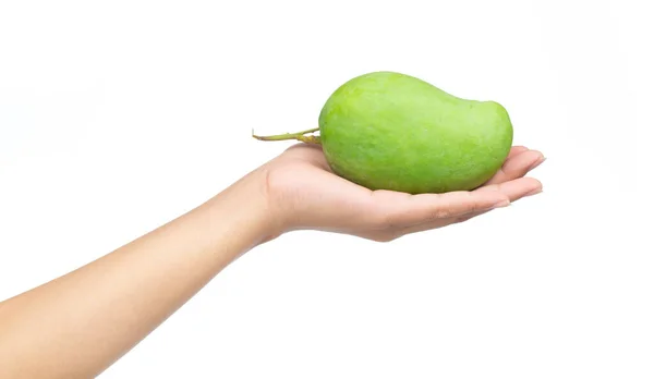 白を基調とした緑色のマンゴーの実を手にとって — ストック写真