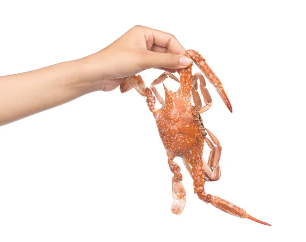 手拿着用白色背景隔开的熟螃蟹 — 图库照片