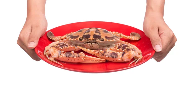 Mano Sosteniendo Cangrejo Cocido Preparado Plato Aislado Sobre Fondo Blanco — Foto de Stock