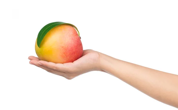 Hand Houden Rijpe Mango Geïsoleerd Witte Achtergrond — Stockfoto