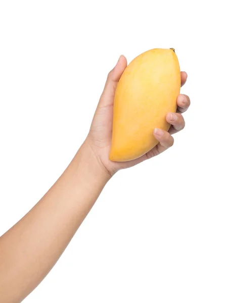 Hand Holding Mango Fruit Isolated White Background — Stock Photo, Image