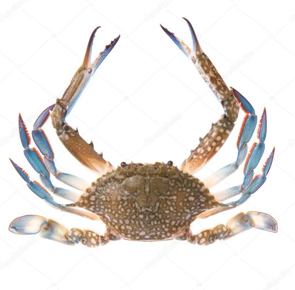fresh crab isolated on white background.