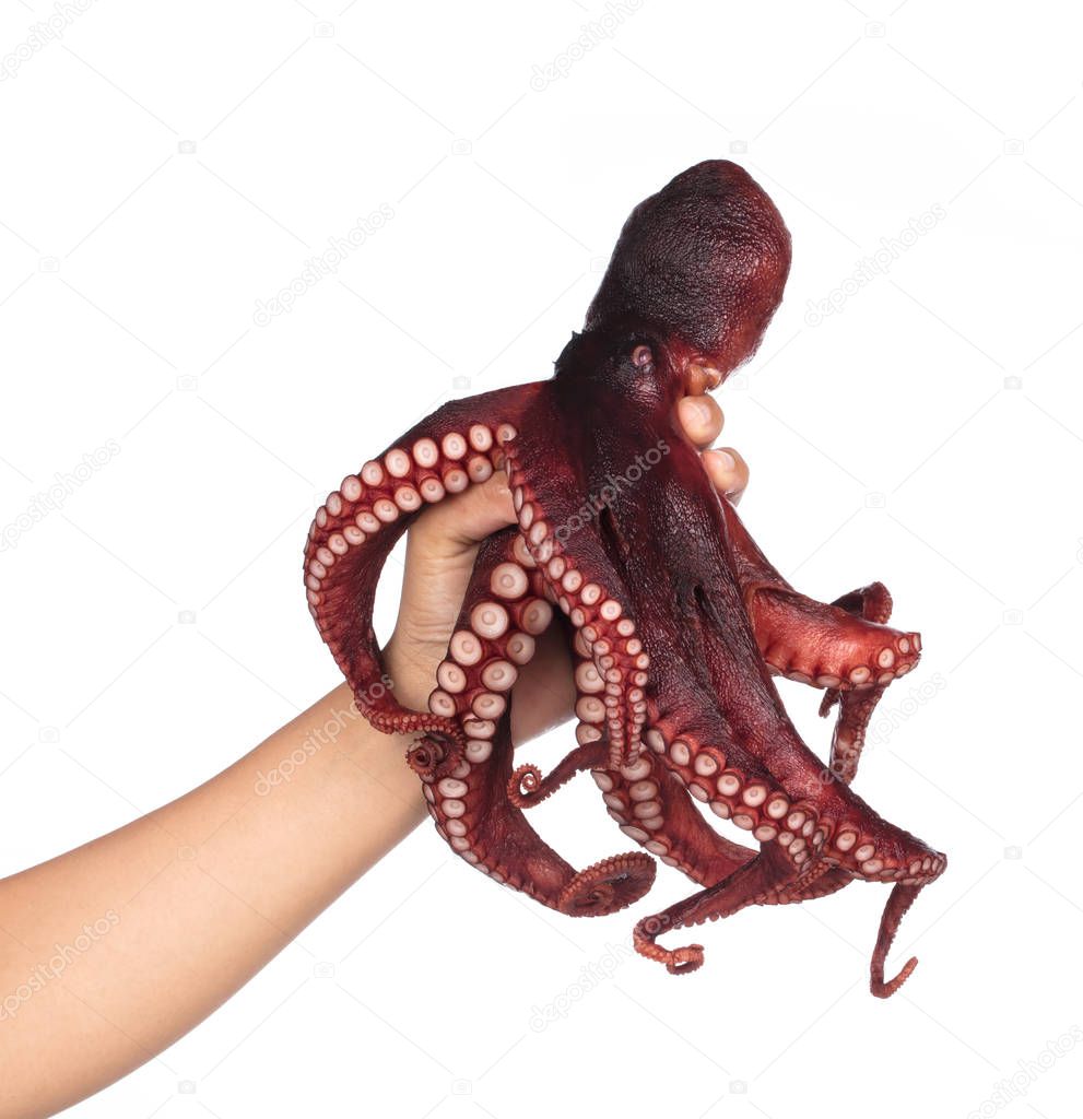 Hand holding fresh squid isolated on white background.