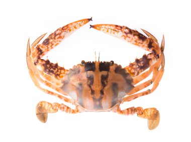 Taze yengeç beyaz arka plan üzerinde izole