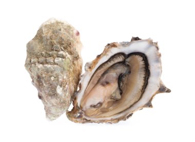 taze istiridye izole beyaz zemin üzerine