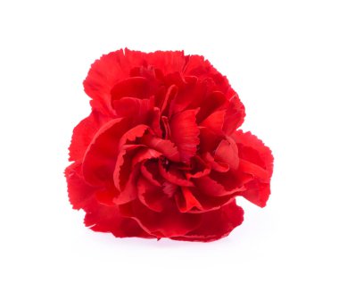 Beyaz arkaplanda kırmızı kasımpatı izole edildi