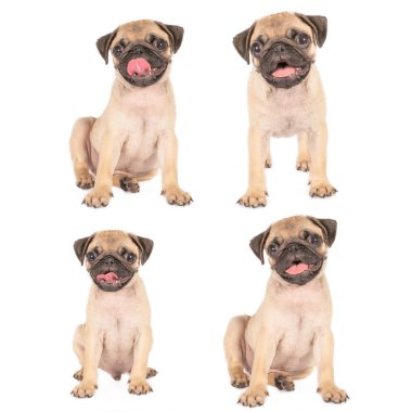 Beyaz arka planda izole edilmiş bir köpek yavrusu sürüsü.