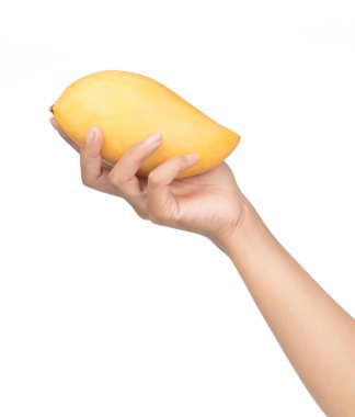 Beyaz arka planda el ele tutuşan Mango meyvesi