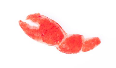 Pençe yengeci beyaz arkaplanda izole edildi