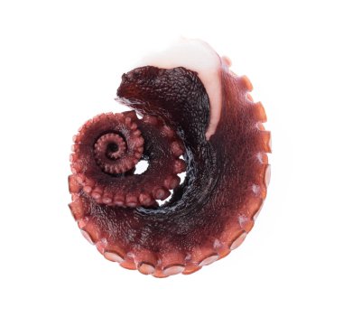 Beyaz arka plan üzerinde izole ahtapot tentacles