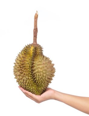 El ele tutuşan Durian meyveleri beyaz arka planda izole edilmiş.