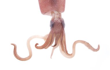 Beyaz arkaplanda taze mürekkep balığı izole edildi