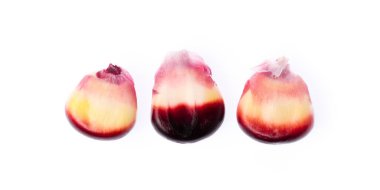 beyaz arkaplanda izole edilmiş mor mısır