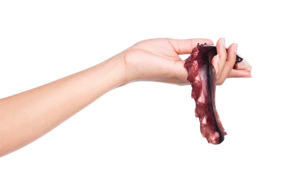 Hand Houden Ruwe Octopus Geïsoleerd Witte Achtergrond — Stockfoto