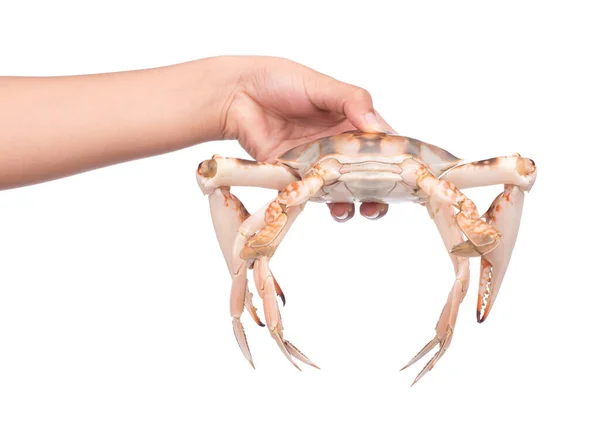 Mano Sosteniendo Cangrejo Aislado Sobre Fondo Blanco — Foto de Stock