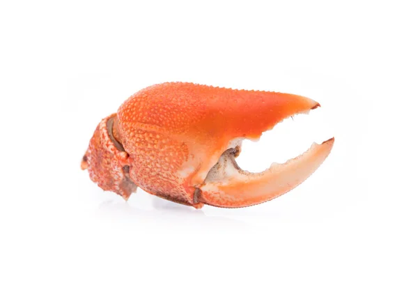 Gekocht Ganze Kralle Der Krabbe Isoliert Auf Weißem Hintergrund — Stockfoto