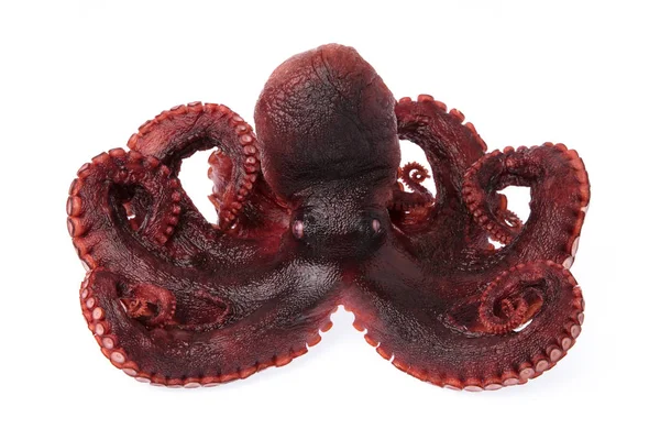 Octopus Vulgaris Isolado Partir Fundo Branco — Fotografia de Stock
