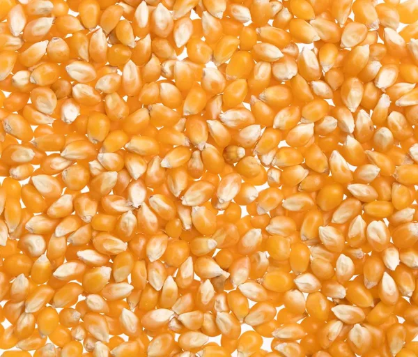 Background Corn Seeds — Stock Photo, Image