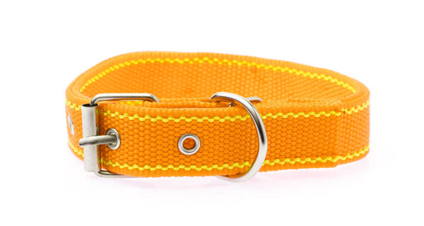 Orange of dog collar isolated on a white background