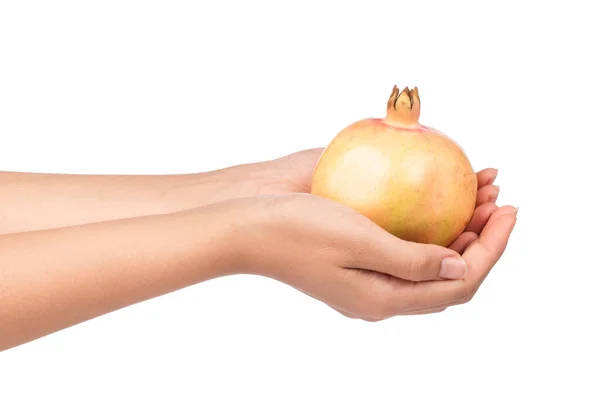 Mano Sosteniendo Granadas Fruta Aislada Sobre Fondo Blanco —  Fotos de Stock