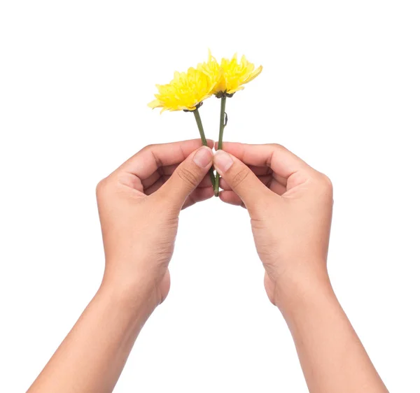 Mano Celebración Ramo Flores Crisantemo Amarillo Aislado Sobre Fondo Blanco —  Fotos de Stock