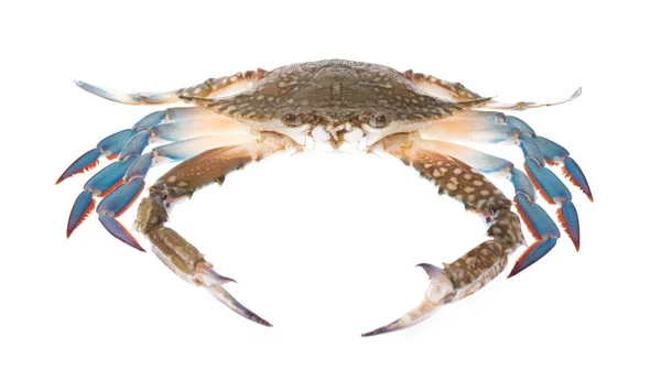 Verse Krab Geïsoleerd Witte Achtergrond — Stockfoto