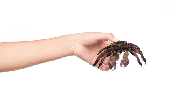 Hand Hält Frische Krabben Isoliert Auf Weißem Hintergrund — Stockfoto