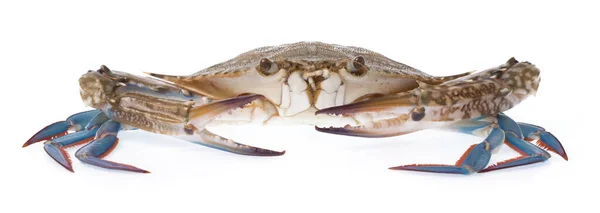 Fersk Krabbe Isolert Hvit Bakgrunn – stockfoto