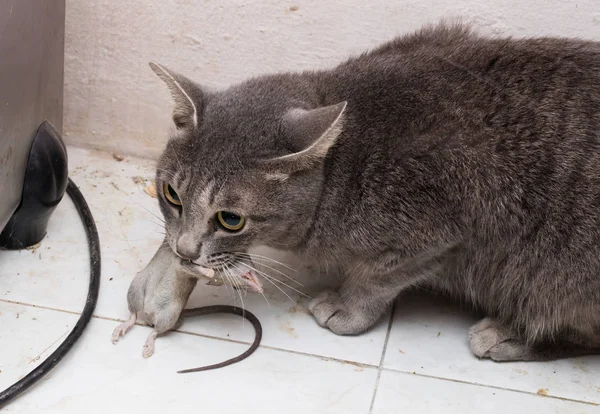 Kat Met Zijn Prooi Een Dode Muis — Stockfoto