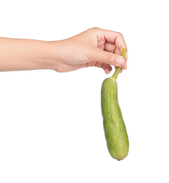 Hand Holding Squash Vegetable Marrow Zucchini Isolated White Background — Stock Photo, Image