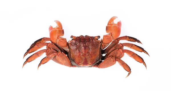 Gekookte Hele Krab Geïsoleerd Witte Achtergrond — Stockfoto