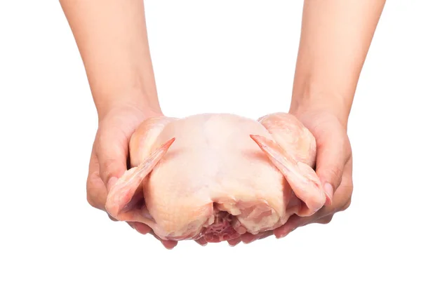 Χέρι Εκμετάλλευση Ακατέργαστο Κοτόπουλο Απομονωμένο Λευκό Φόντο — Φωτογραφία Αρχείου