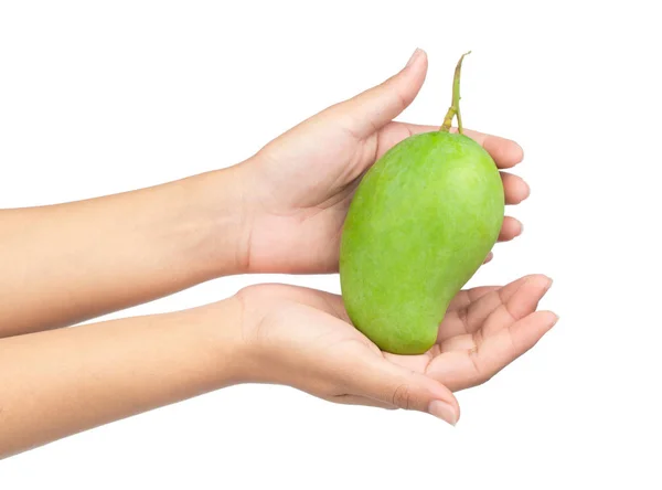 Hand Houden Groene Mango Fruit Geïsoleerd Witte Achtergrond — Stockfoto