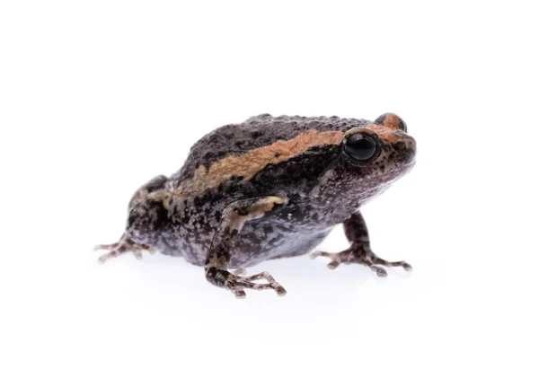 Grenouille Isolée Sur Fond Blanc — Photo