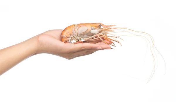 Hand Holding Shrimp Grilled Isolated White Background — Stock Photo, Image