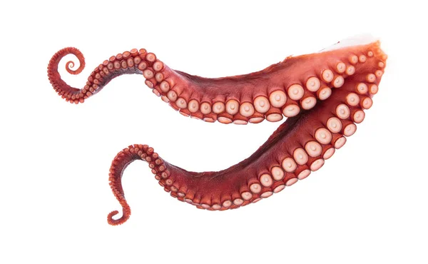 Beyaz arka plan üzerinde izole ahtapot tentacles