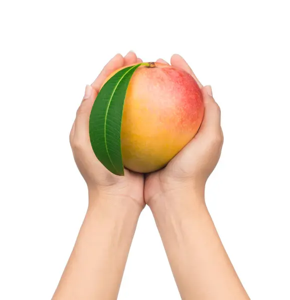 Ręka Gospodarstwa Dojrzałe Mango Izolowane Białym Tle — Zdjęcie stockowe