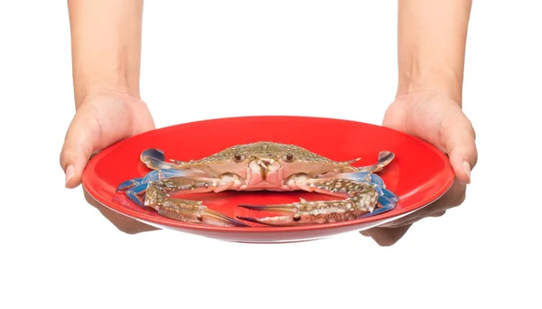 Main Tenant Crabe Cru Sur Une Plaque Rouge Isolée Sur — Photo